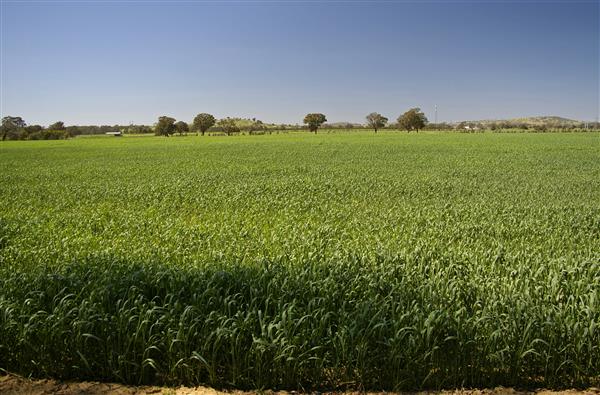 engineering-student-develops-low-cost-3d-printed-crop-monitoring-drone-family-farm-00004