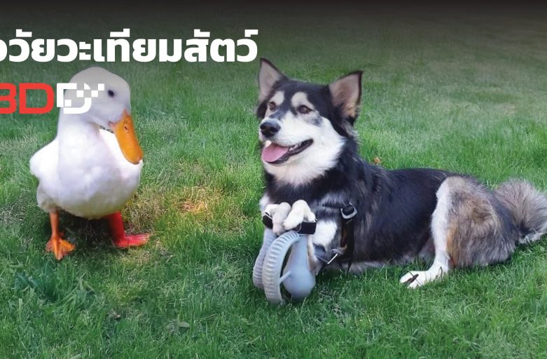 เทคโนโลยีการพิมพ์ 3 มิติ กับการสร้างอวัยวะเทียมสัตว์